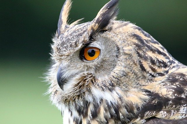 Dream Meaning Owl Interpretation