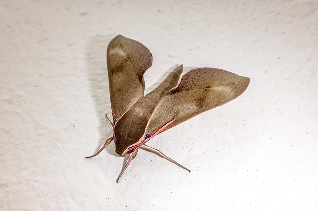 Moth Dream Meaning Interpretation
