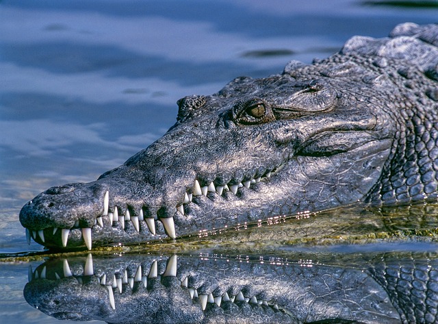 Alligator Dream Meaning Crocodile Interpretation