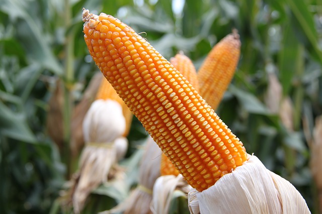 Corn Dream Meaning Interpretation