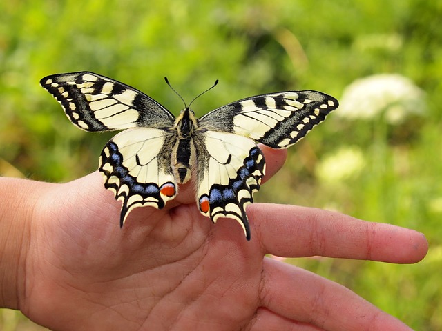 Dream Meaning Butterfly Interpretation