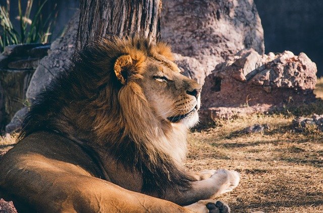 Lion Dream Meaning Interpretation