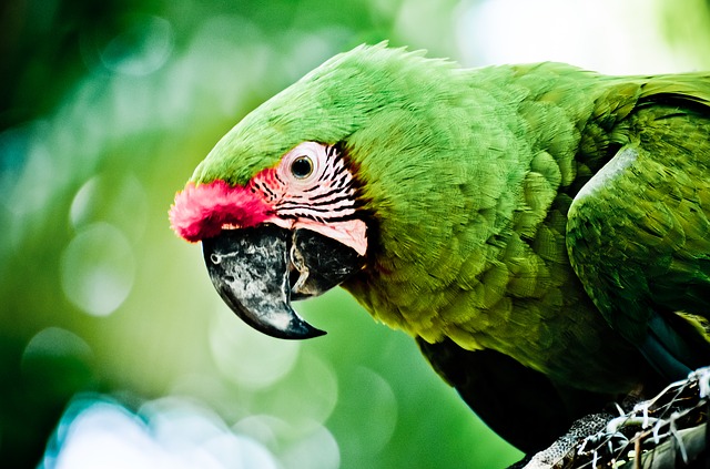 Parrot Dream Meaning Interpretation