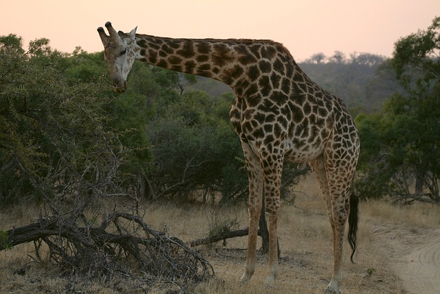 Giraffe Dream Meaning Interpretation