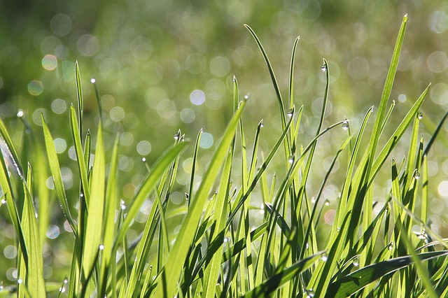 Green Grass Dream Meaning Interpretation