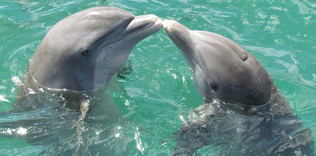 Dolphin Dream Meaning Interpretation