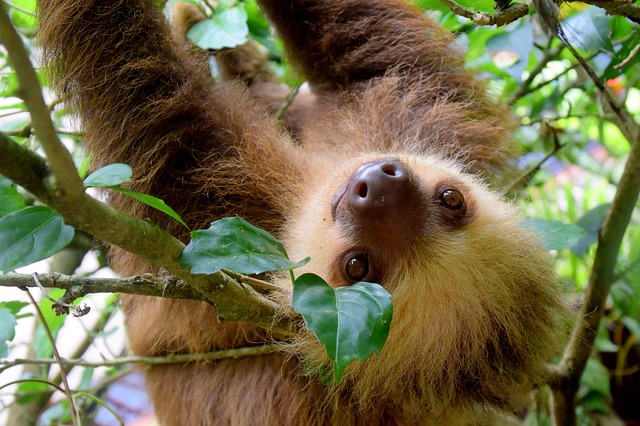 Dream Meaning Sloth Interpretation